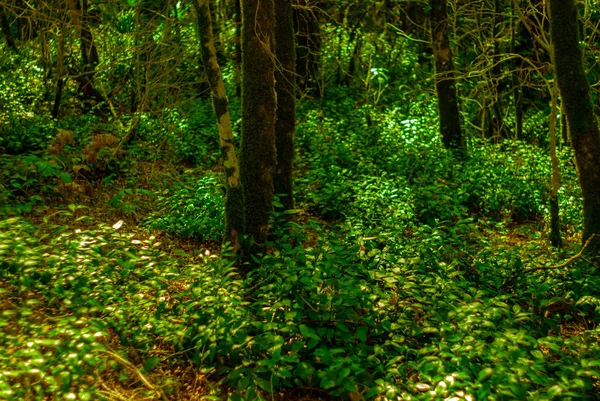 Fundo Vegetação Rasteira Floresta Subtropical Bosque Madeira Teixo — Fotografia de Stock