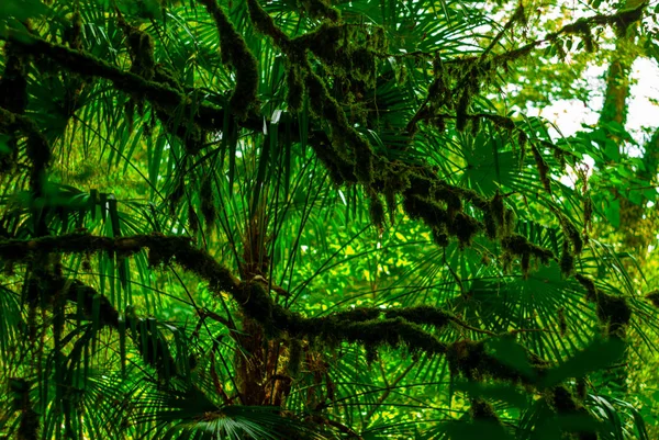 Arka Plan Subtropikal Forest Porsuk Şimşir Grove Yosunlu Ağaç Gövdeleri — Stok fotoğraf