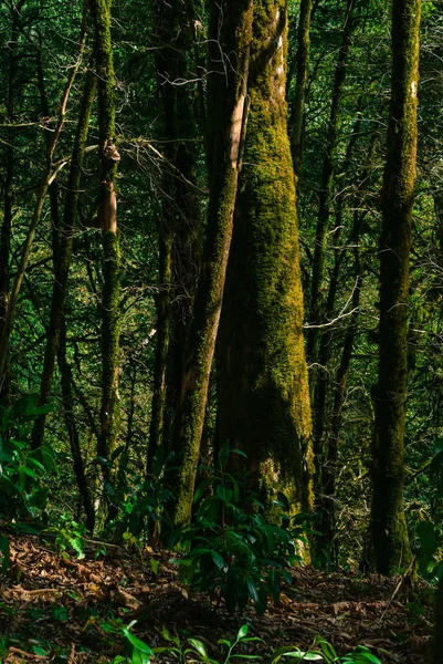 Arrière Plan Forêt Subtropicale Bosquet Buis Avec Troncs Arbres Moussus — Photo