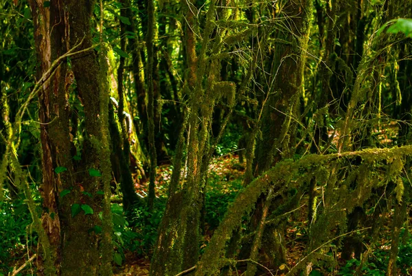 Arka Plan Subtropikal Forest Porsuk Şimşir Grove Yosunlu Ağaç Gövdeleri — Stok fotoğraf
