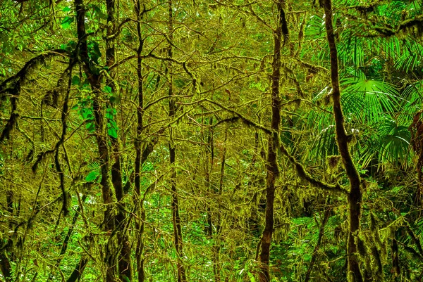 Arka Plan Subtropikal Forest Porsuk Şimşir Grove Yosunlu Ağaç Gövdeleri — Stok fotoğraf