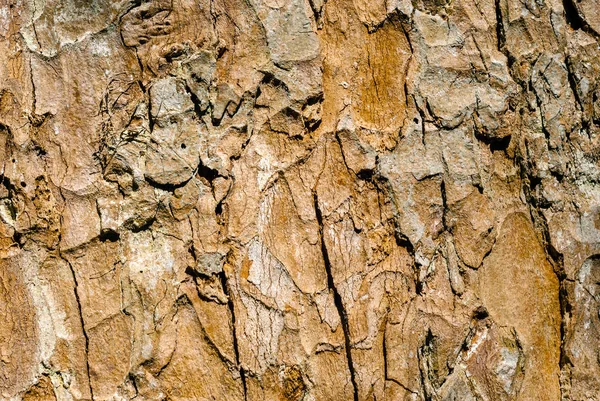 テクスチャ 木材腐朽菌によって影響を受ける — ストック写真