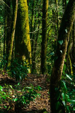 arka plan - subtropikal forest, porsuk-şimşir grove yosunlu ağaç gövdeleri ile