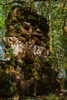 Orman bitki örtüsü arasında antik kalıntıları duvar parçası