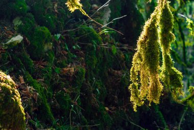 dallar üzerinde bulanık gölgeli doğal adam güneş ışığı altında büyüyen ağaç liken
