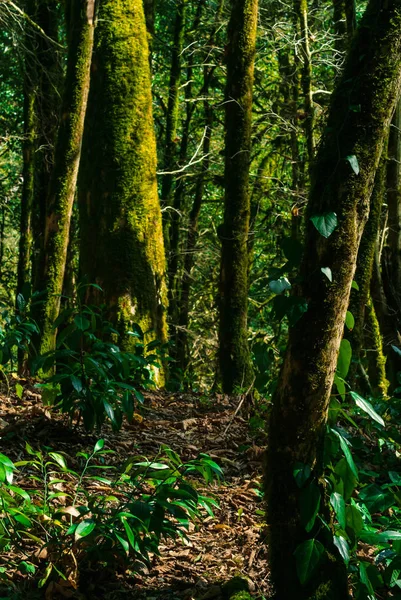 Fondo Bosque Subtropical Tejo Boj Arboleda Con Troncos Árboles Musgosos —  Fotos de Stock