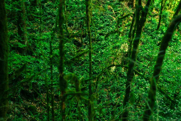 Arrière Plan Forêt Subtropicale Vue Sous Bois Travers Les Vignes — Photo