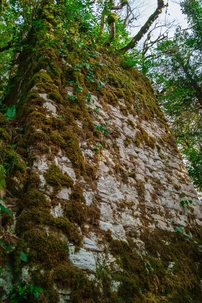Vegetatio の間で古代の遺跡の石積みのフラグメント — ストック写真