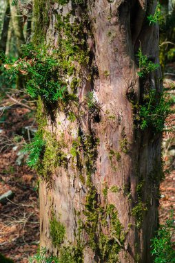 genç bitkiler üzerinde eski kuru güdük büyümek