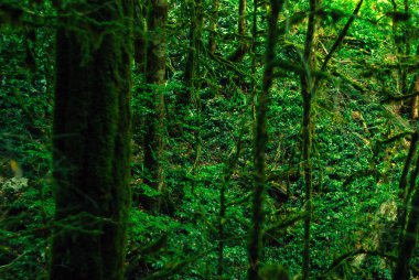 arka plan - subtropikal forest, porsuk-şimşir grove yosunlu ağaç gövdeleri ile