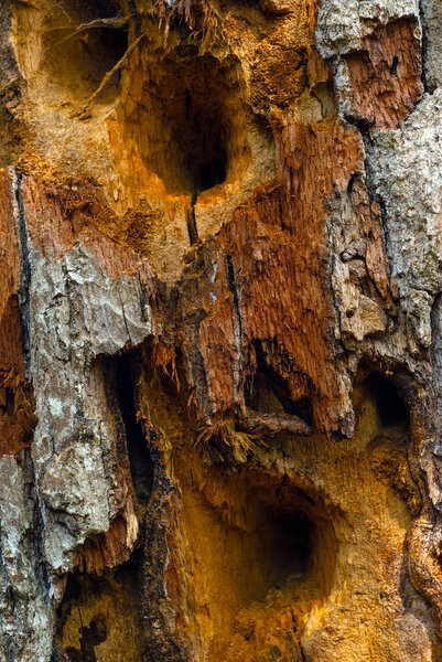background, texture - rotten wood affected by fungus, with holes made by woodpecker