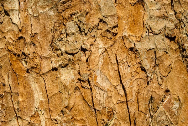 Fondo Textura Madera Podrida Afectada Por Hongos —  Fotos de Stock