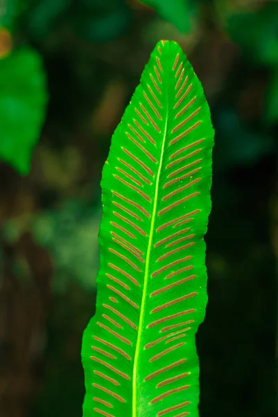 蕨类植物的叶子 在模糊的背景上特写 — 图库照片