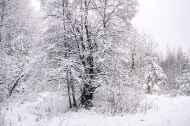 karla kaplı ağaçlar, kontrast yatay bir kar yağışı sonra kış
