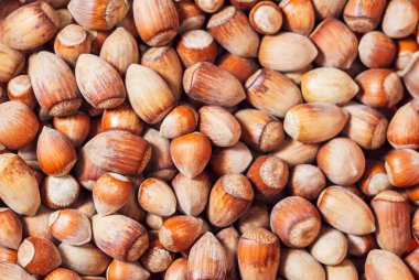 arka plan - farklı boyutlarda doğal yabani fındık