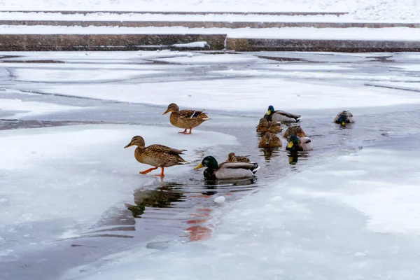 flock of wild mallard ducks swims between the ice in the freezing channel