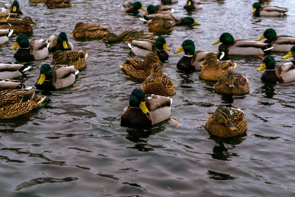Rebanho Patos Reais Selvagens Flutua Água Inverno Durante Uma Queda — Fotografia de Stock