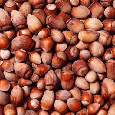 arka plan - farklı boyutlarda doğal yabani fındık