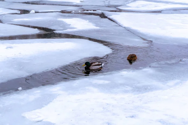 在冬天的降雪中 一群野野鸭漂浮在水面上 — 图库照片