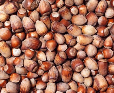 arka plan - farklı boyutlarda doğal yabani fındık
