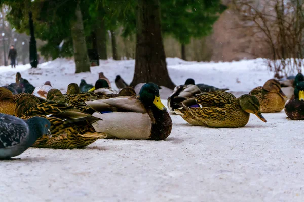 Bando Patos Reais Selvagens Invernos Neve Par — Fotografia de Stock