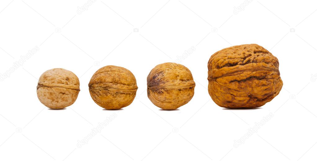 four walnuts, one of which is more than the others, isolated on a white background