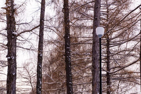 Lâmpada Rua Parque Entre Larches Inverno Contra Céu Noite — Fotografia de Stock