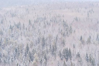arka plan, manzara - karlı kış orman, Tayga, üstten görünüm