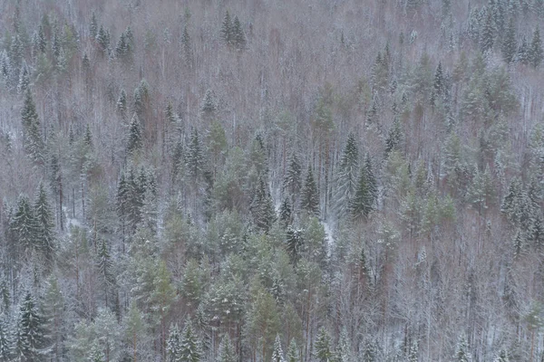Fondo, paisaje - bosque de invierno nevado —  Fotos de Stock