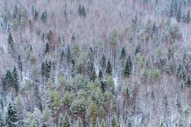 arka plan, manzara - karlı kış orman