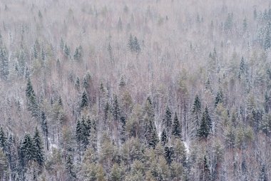 arka plan, manzara - karlı kış orman