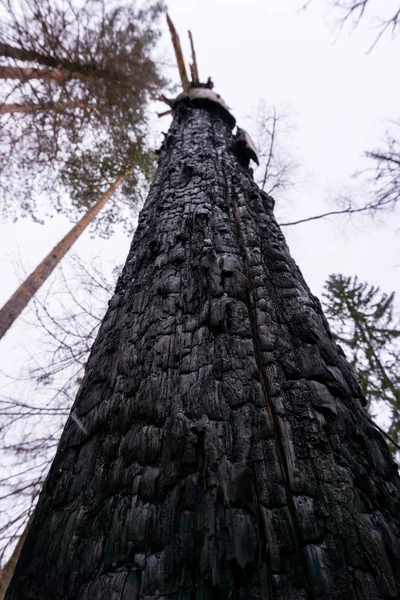 tree burned by lightning