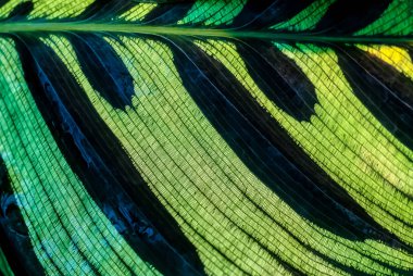 yeşil çiçek arka plan - calathean yaprak yüzeyi