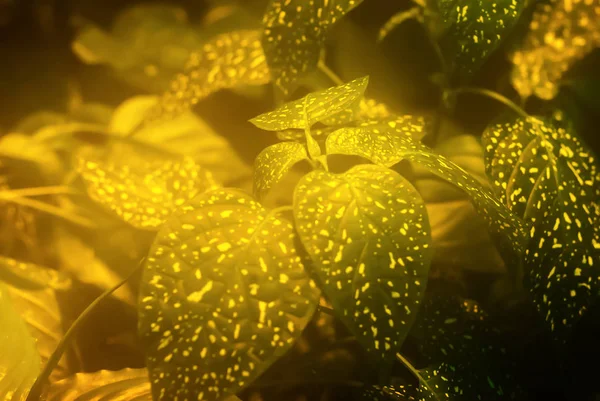Gyllene grön blommig bakgrund hypoestes — Stockfoto