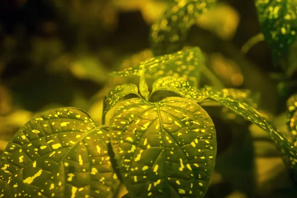 Fond floral vert doré hypoestes — Photo