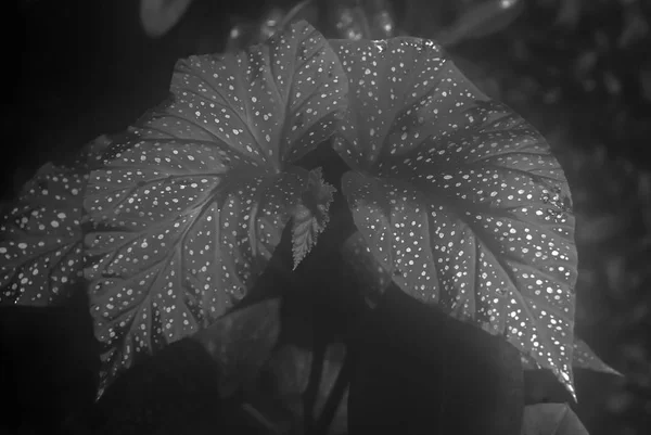 Fundo floral monocromático begonia maculata — Fotografia de Stock