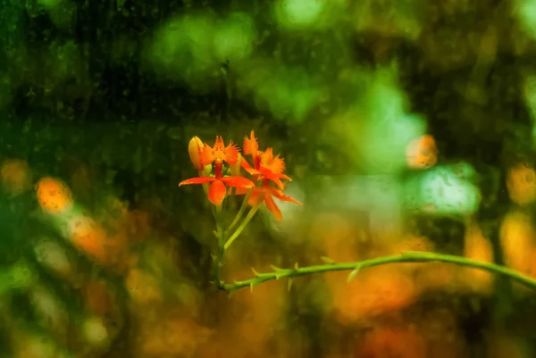 通过湿玻璃可见的红色热带花 — 图库照片