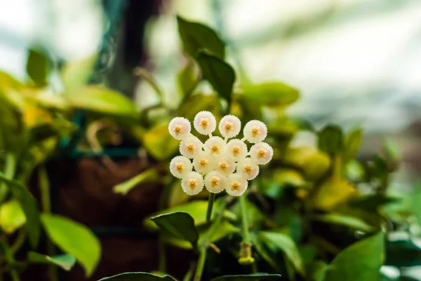 Vita hoya blommor på suddig bakgrund — Stockfoto