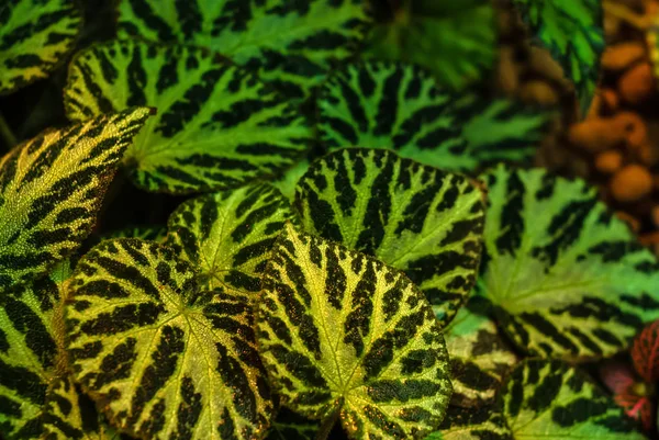 Zöld virágos háttérkép begonia masoniana — Stock Fotó