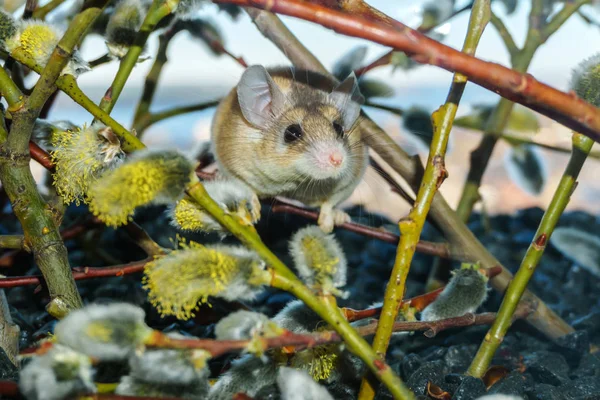cute mouse among the branches of flowering willow
