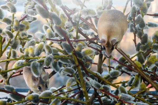 cute mouses among the branches of flowering willow