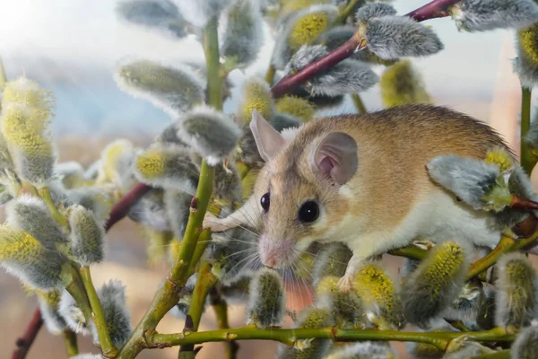 Lindo ratón entre las ramas de sauce floreciente —  Fotos de Stock