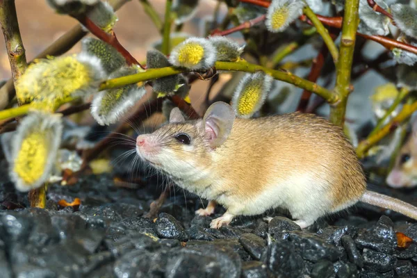 Roztomilá myš mezi větvemi kvetoucí Vrba — Stock fotografie