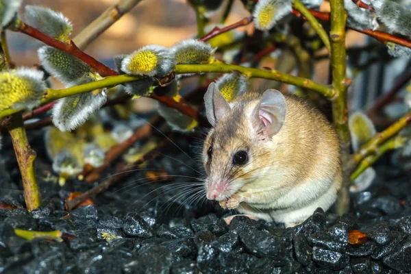 cute mouse among the branches of flowering willow