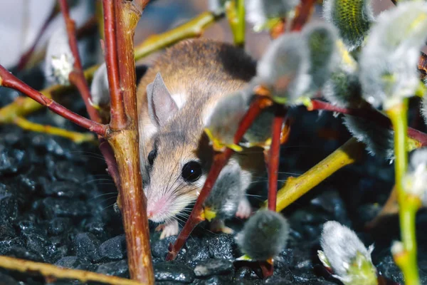 Lindo ratón entre las ramas de sauce floreciente —  Fotos de Stock