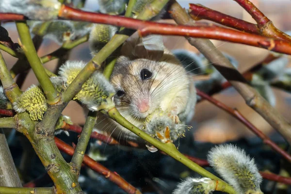 Schattige muis tussen de takken van de bloeiende wilg — Stockfoto