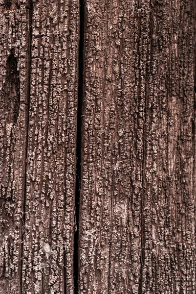 Background - texture of a rotten tree — Stock Photo, Image