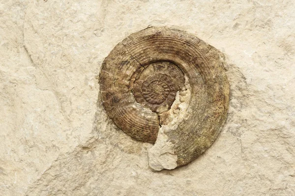 Background - ammonite shell in limestone — Stock Photo, Image