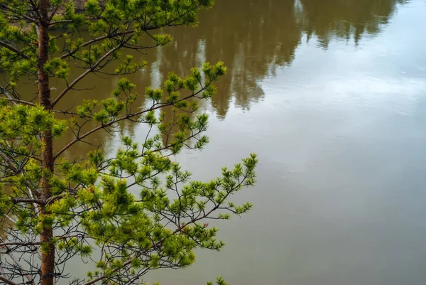Tło-sosna przeciw zimnej rzece — Zdjęcie stockowe