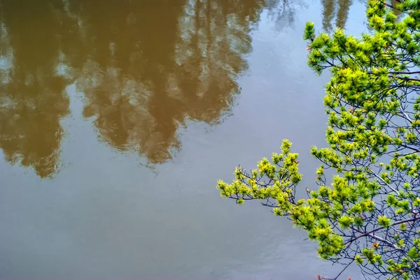 Sfondo - rami di pino contro del fiume freddo — Foto Stock